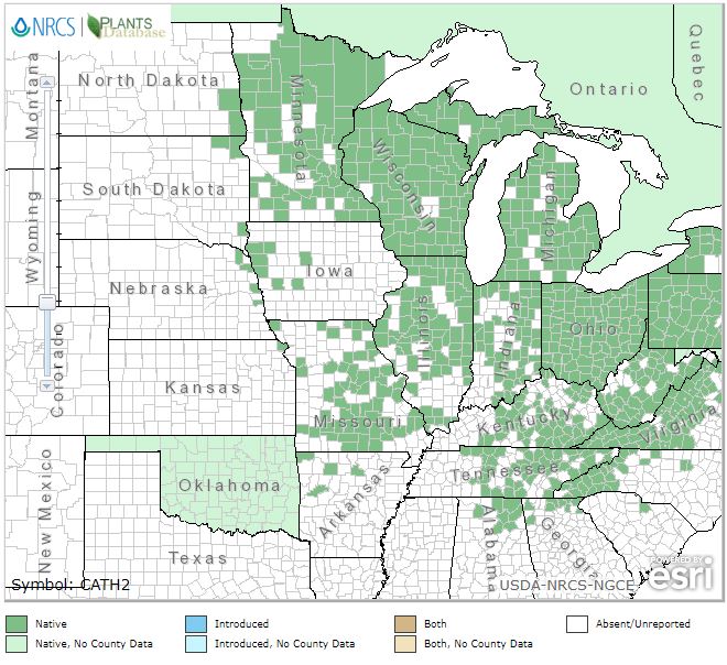 Caulophyllum thalictroides - Blue Cohosh - Wildflower