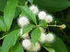 Cephlanthus occidentalis - Buttonbush - 3 Gallon Pot - Shrub