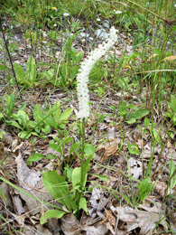 Chamaelirium luteum - Fairywand Devil’s Bit False Unicorn 