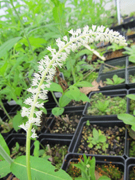 Chamaelirium luteum - Fairywand Devil’s Bit False Unicorn