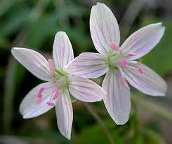 Claytonia virginica - Spring Beauty - Wildflower