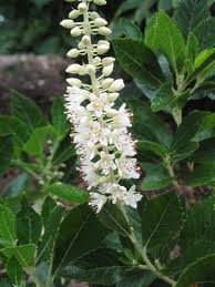 Clethra alnifolia - Summersweet - Shrub