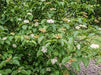 Cornus amomum - Silky Dogwood - 3 Gallon Pot - Shrub