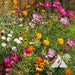 Cutflower Seed Mix - Seed Mixes
