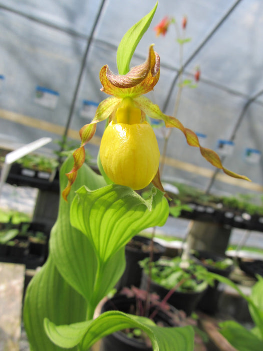 Cypripedium pubescens - Yellow Lady’s Slipper - Orchids