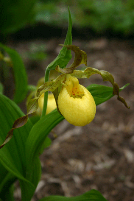 Cypripedium pubescens - Yellow Lady’s Slipper - Orchids