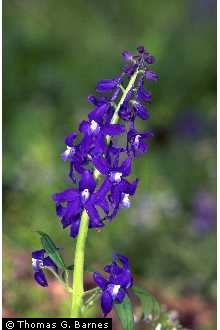 Delphinium tricorne - Larkspur - Wildflower