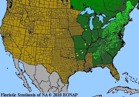 Dennstaedtia punctilobula - Hayscented Fern - Fern