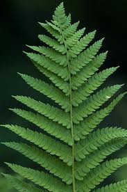Dennstaedtia punctilobula - Hayscented Fern - Fern