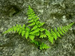 Dennstaedtia punctilobula - Hayscented Fern - Fern