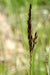 Deschampsia flexuosa - Wavy Hair Grass - Carex/Grass