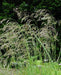 Deschampsia flexuosa - Wavy Hair Grass - Carex/Grass