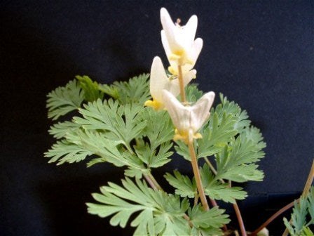Dicentra cucullaria - Dutchman’s Breeches - Fern