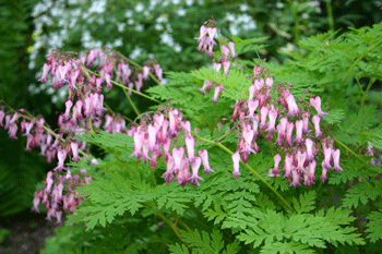 Dicentra eximia - Fringed Bleeding Heart - Fern