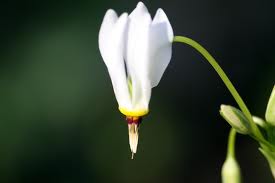 Dodecatheon meadia - Shooting Star - Wildflower