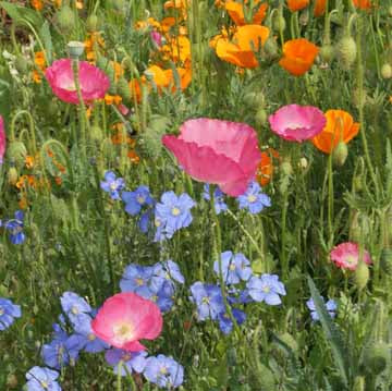 Dry Seed Mix - Seed Mixes