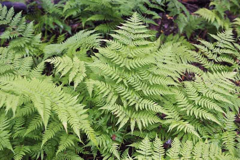 Dryopteris filix-mas - Male Woodfern - Gallon Pot - Fern