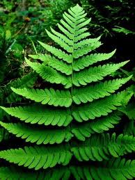 Dryopteris marginalis - Leather Woodfern - Fern