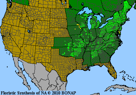 Dryopteris marginalis - Leather Woodfern - Fern