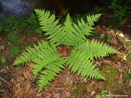 Dryopteris marginalis - Leather Woodfern - Fern