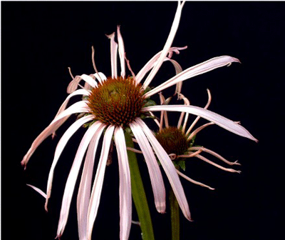 Echinacea pallida - Pale Purple Coneflower - Wildflower