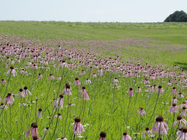 Echinacea pallida - Pale Purple Coneflower - Wildflower