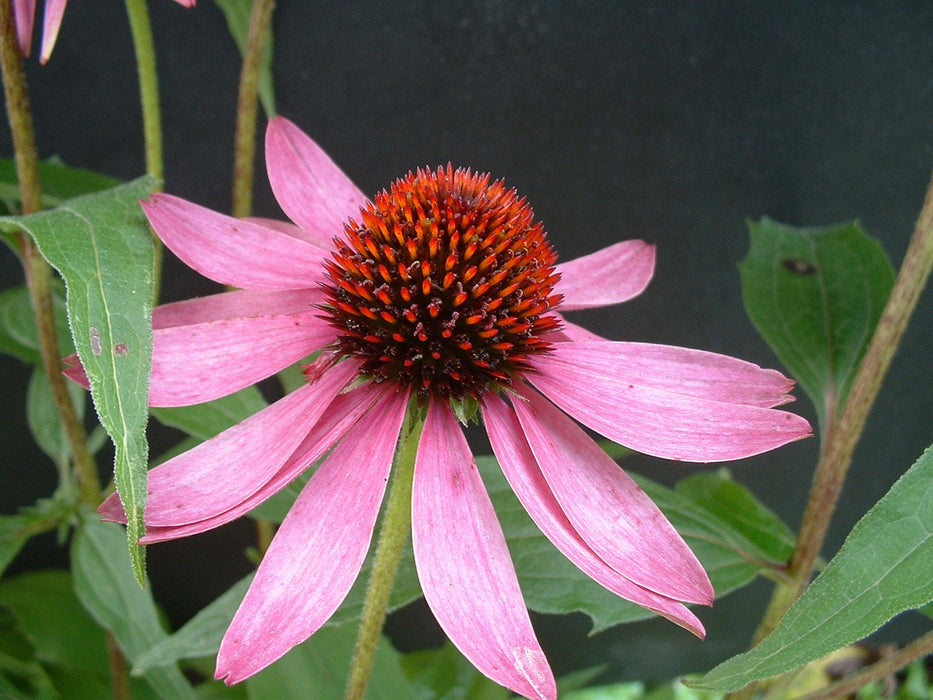 Echinacea purpurea - Purple Coneflower - Wildflower