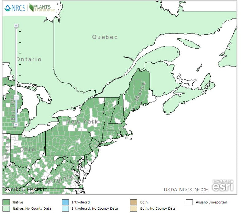 Erythronium americanum - Yellow Trout Lily - Wildflower