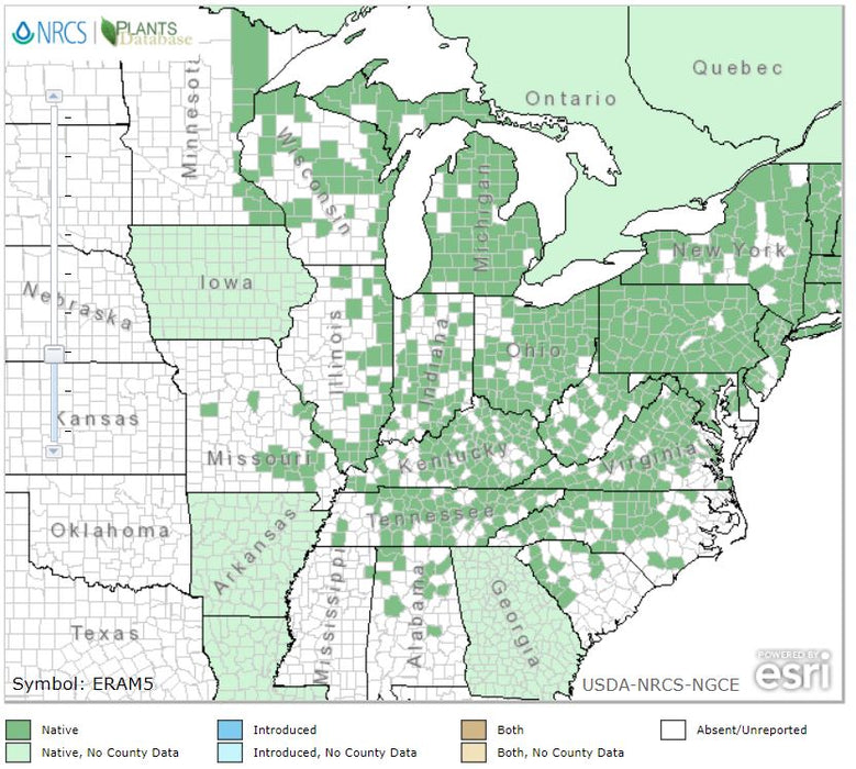 Erythronium americanum - Yellow Trout Lily - Wildflower