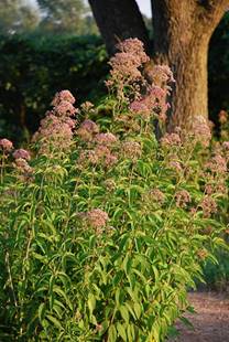 Eutrochium purpureum - Sweet-scented Joe Pye Weed -
