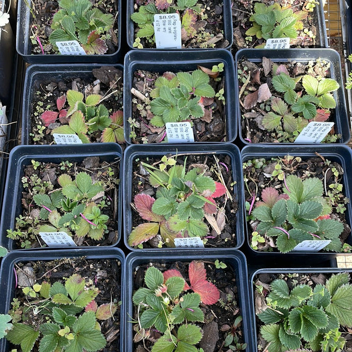 Fragaria virginiana - Wild Scarlet Strawberry - Wildflower