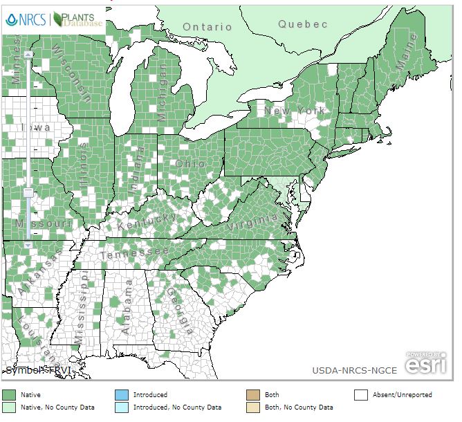 Fragaria virginiana - Wild Scarlet Strawberry - Wildflower