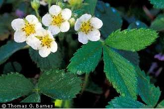 Fragaria virginiana - Wild Scarlet Strawberry - Wildflower