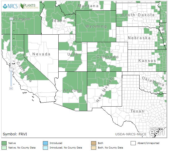 Fragaria virginiana - Wild Scarlet Strawberry - Wildflower