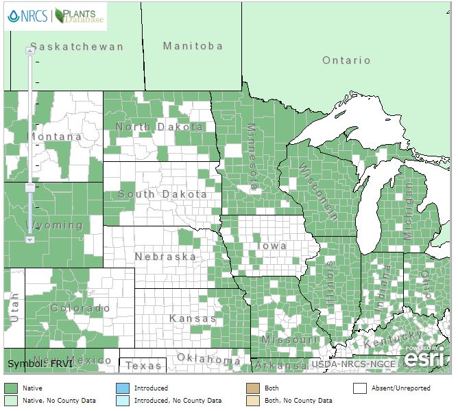 Fragaria virginiana - Wild Scarlet Strawberry - Wildflower