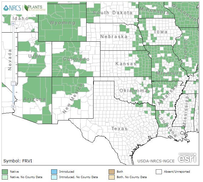 Fragaria virginiana - Wild Scarlet Strawberry - Wildflower