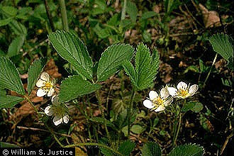 Fragaria virginiana - Wild Scarlet Strawberry - Wildflower