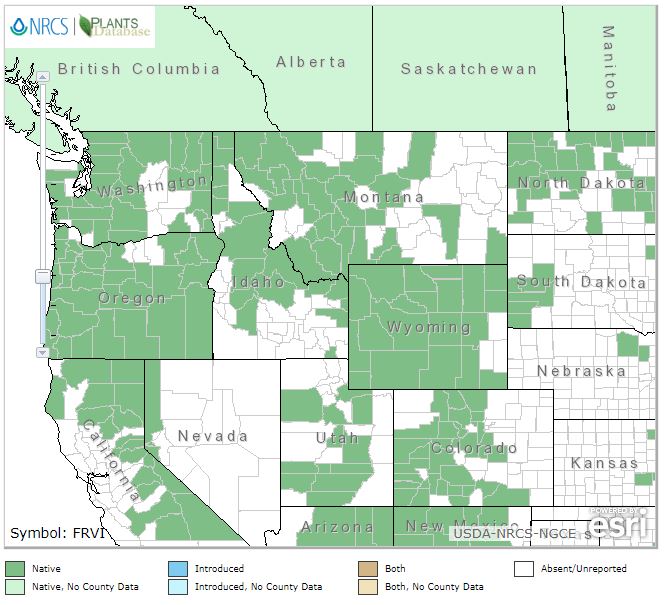 Fragaria virginiana - Wild Scarlet Strawberry - Wildflower