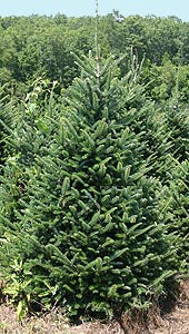 Fraser Fir Fresh Cut Christmas Trees - Christmas Tree