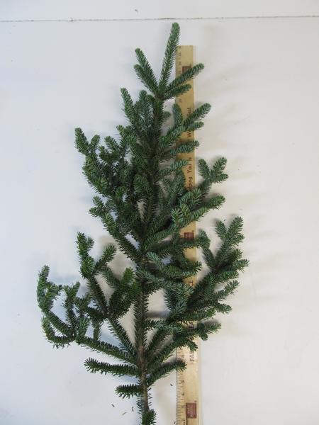 Fraser Fir Sprays 24-36 Per Spray - Greenery