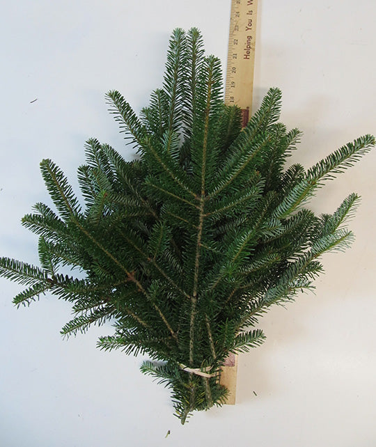 Fraser Fir Stems 8-18- Bundle of 10 - Greenery
