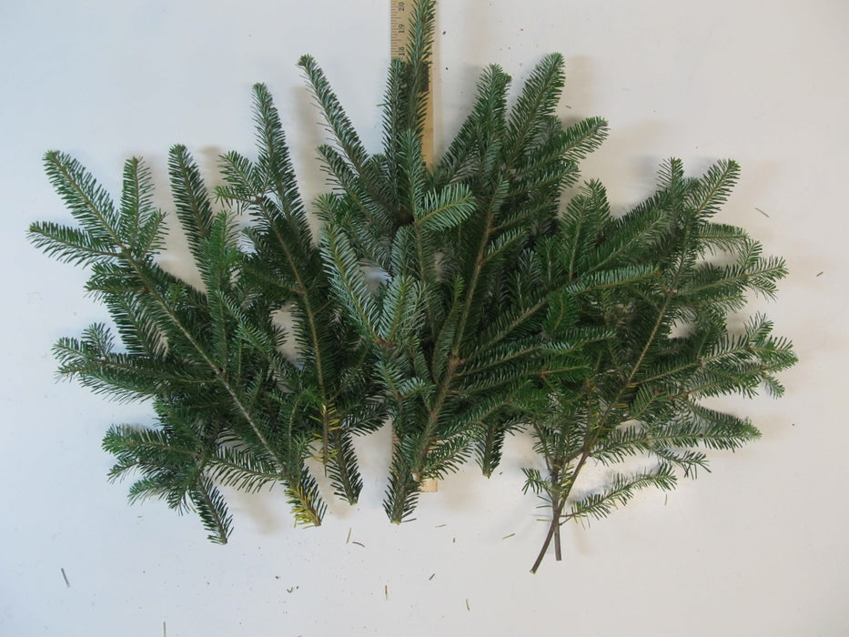 Fraser Fir Stems 8-18- Bundle of 10 - Greenery