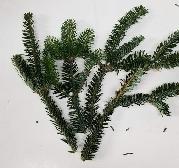 Fraser Fir Tips 4-8- 20 Per Pack - Greenery