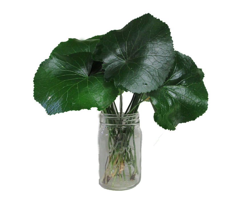 Galax Leaves - Bundle of 20 - Greenery