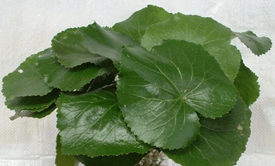 Galax urceolata - Galax - Wildflower