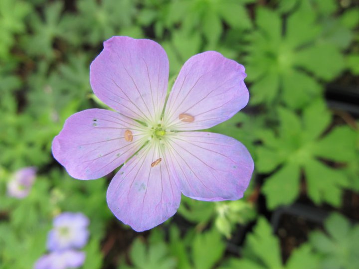 Geranium maculatum - Wild Geranium - Wildflower