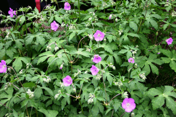 Geranium maculatum - Wild Geranium - Wildflower