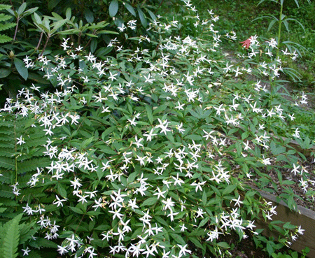 Gillenia trifoliata - Bowman’s Root Fawn’s Breath Indian