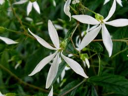 Gillenia trifoliata - Bowman’s Root Fawn’s Breath Indian