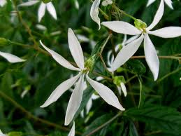 Gillenia trifoliata - Bowman’s Root Fawn’s Breath Indian 